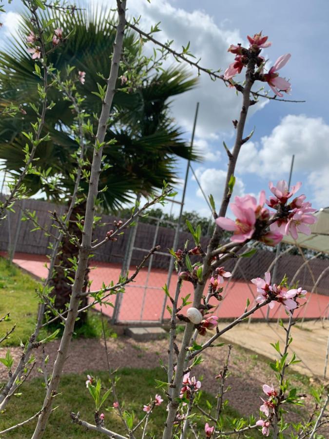 Palm Grove Farm Villa Tit Mellil Buitenkant foto
